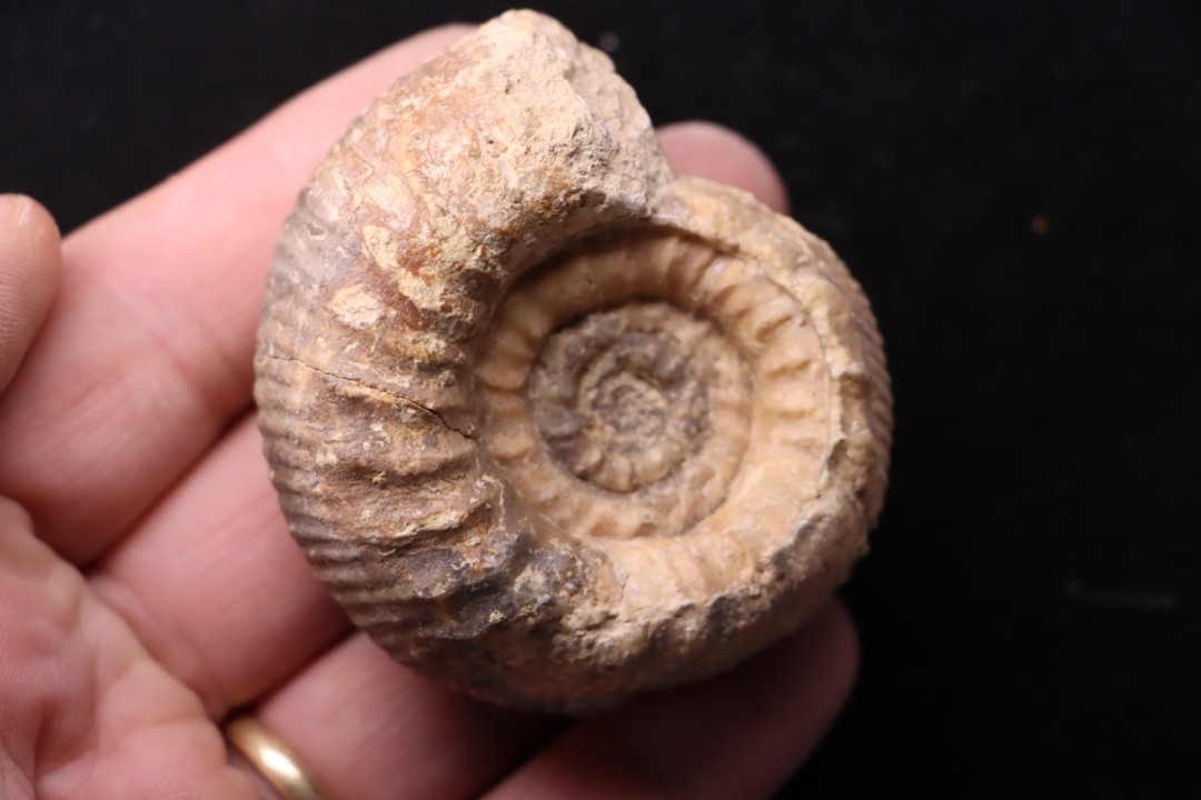Zigzagiceras zigzag (d'Orbigny, 1845)  bathonien  Nièvre 58 - FRANCE