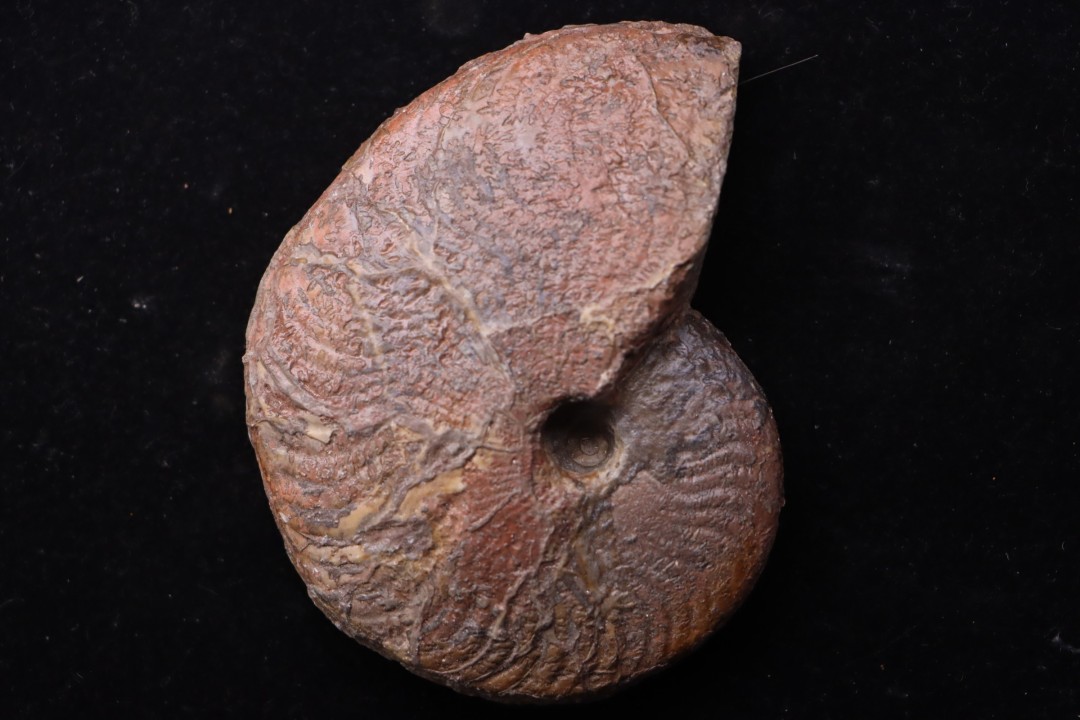 OSPERLEIOCERAS BICARINATUM (Zieten, 1830)  TOARCIEN  Carrière Belmont - LYON - FRANCE