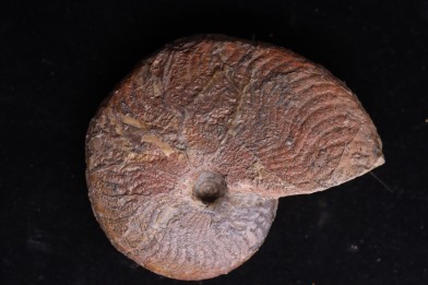 OSPERLEIOCERAS BICARINATUM (Zieten, 1830)  TOARCIEN  Carrière Belmont - LYON - FRANCE