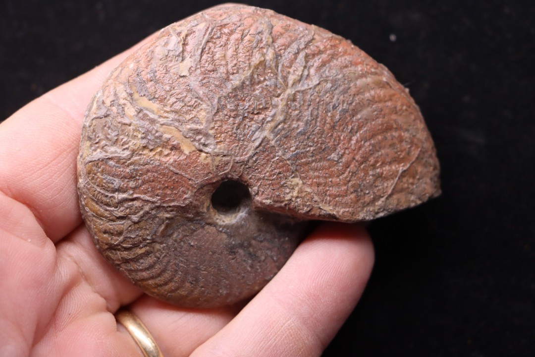 OSPERLEIOCERAS BICARINATUM (Zieten, 1830)  TOARCIEN  Carrière Belmont - LYON - FRANCE