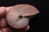 OSPERLEIOCERAS BICARINATUM (Zieten, 1830) TOARCIEN Carrière Belmont - LYON - FRANCE