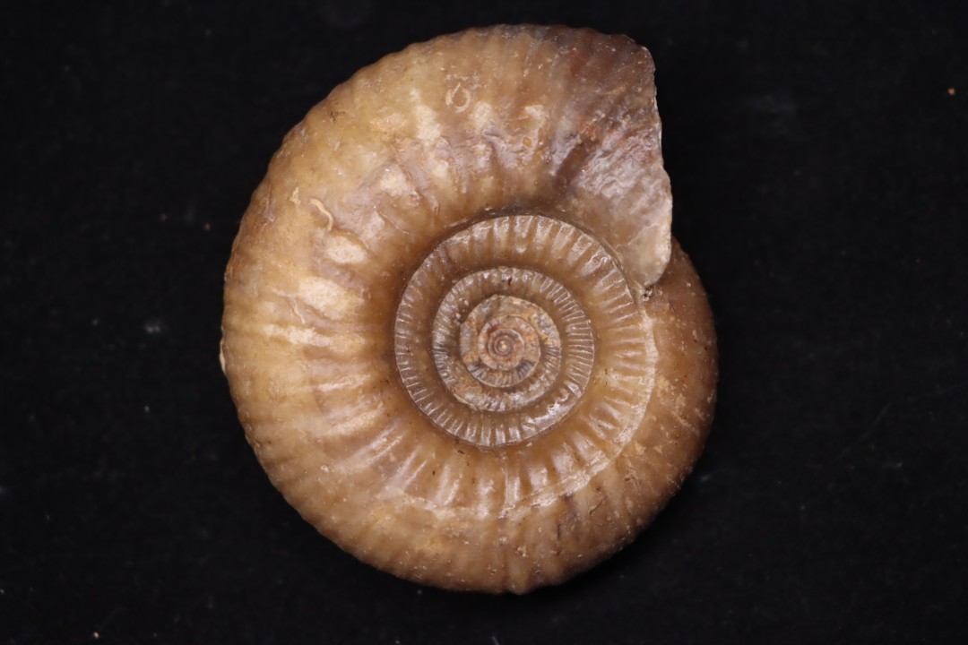 Procerites imitator (Buckmann, 1922)  bathonien  Saint Benin d'azy, 58 - FRANCE