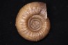 Procerites imitator (Buckmann, 1922) bathonien Saint Benin d'azy, 58 - FRANCE