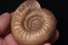 Procerites imitator (Buckmann, 1922) bathonien Saint Benin d'azy, 58 - FRANCE