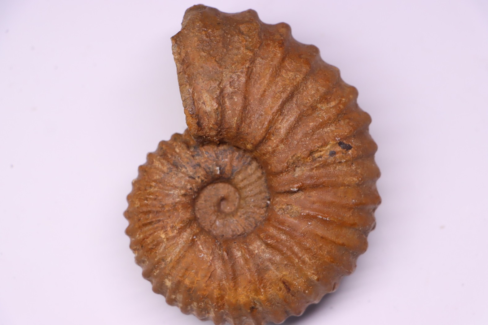 Newboldiceras asiaticum - Cenomanien - Atsimo- Andrefana, Madagascar