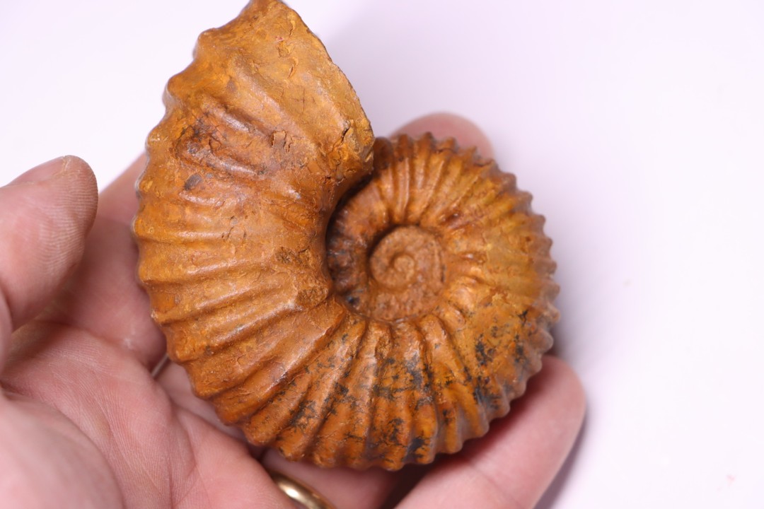 Newboldiceras asiaticum - Cenomanian - Atsimo- Andrefana, Madagascar