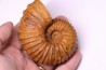 Newboldiceras asiaticum - Cenomanian - Atsimo- Andrefana, Madagascar