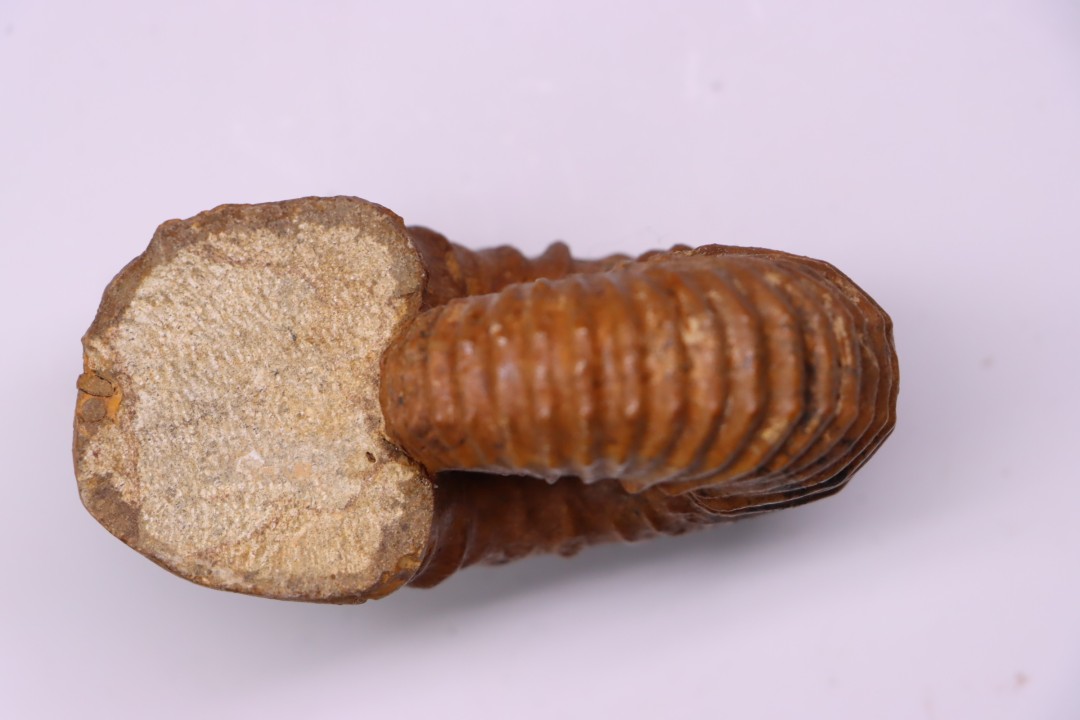Newboldiceras asiaticum - Cenomanien - Atsimo- Andrefana, Madagascar