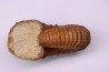 Newboldiceras asiaticum - Cenomanian - Atsimo- Andrefana, Madagascar
