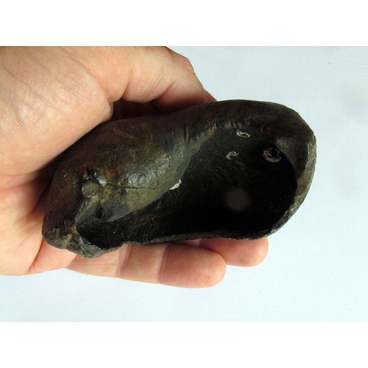 whale earbone (1)