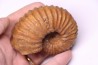 Newboldiceras asiaticum - Cenomanian - Atsimo- Andrefana, Madagascar