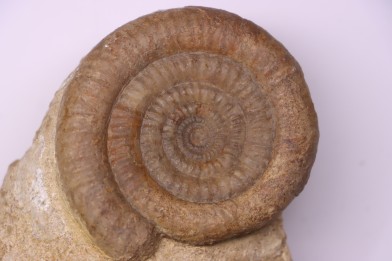 Alsalites liasicus (D'Orbigny, 1844)  Hettangien moyen  - Travaux LGV, Moselle - FRANCE