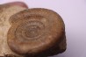 Alsalites liasicus (D'Orbigny, 1844)  Hettangien moyen  - Travaux LGV, Moselle - FRANCE