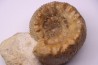 PSEUDOTELOCERAS BOURSICOTI (Pavia & alii, 2016)  Bajocien  Caen - FRANCE