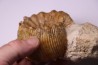 PSEUDOTELOCERAS BOURSICOTI (Pavia & alii, 2016)  Bajocien  Caen - FRANCE
