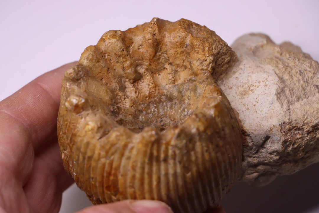 PSEUDOTELOCERAS BOURSICOTI (Pavia & alii, 2016)  Bajocien  Caen - FRANCE