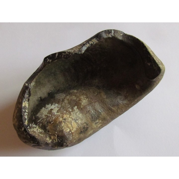 bulla tympani (2)