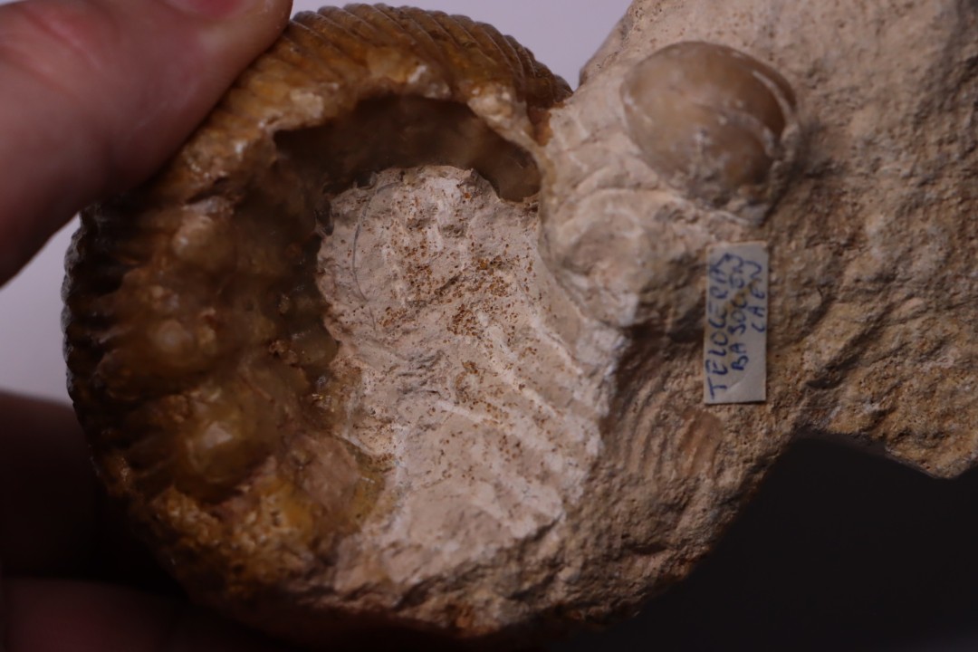 PSEUDOTELOCERAS BOURSICOTI (Pavia & alii, 2016)  Bajocien  Caen - FRANCE