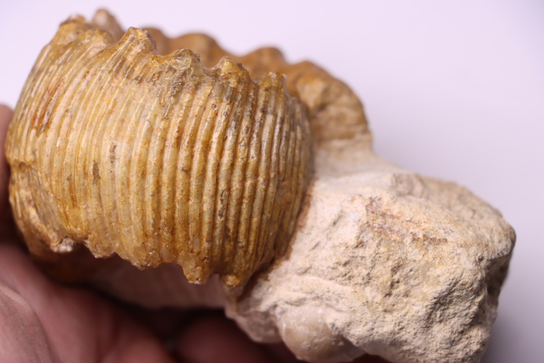 PSEUDOTELOCERAS BOURSICOTI (Pavia & alii, 2016)  Bajocien  Caen - FRANCE