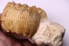 PSEUDOTELOCERAS BOURSICOTI (Pavia & alii, 2016)  Bajocien  Caen - FRANCE