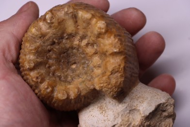 PSEUDOTELOCERAS BOURSICOTI (Pavia & alii, 2016)  Bajocien  Caen - FRANCE