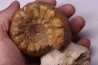 PSEUDOTELOCERAS BOURSICOTI (Pavia & alii, 2016)  Bajocien  Caen - FRANCE