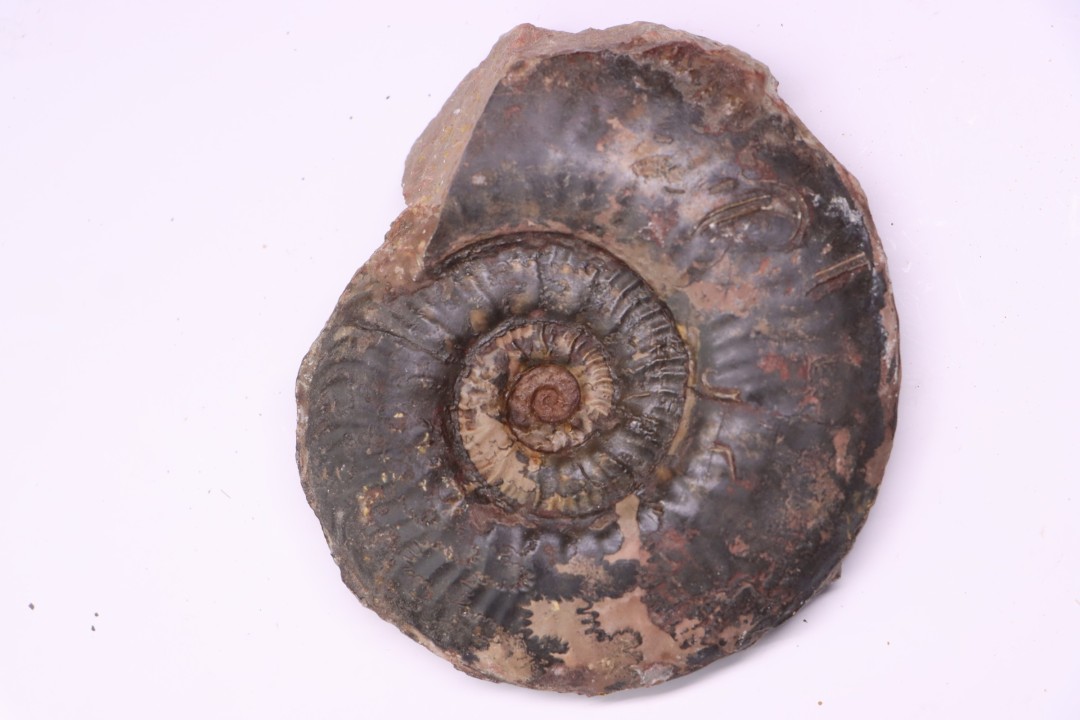 Phlyseogrammoceras dispansum - TOARCIEN  - Carriere Belmont - LYON - FRANCE