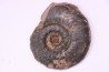 Phlyseogrammoceras dispansum - TOARCIEN - Carriere Belmont - LYON - FRANCE