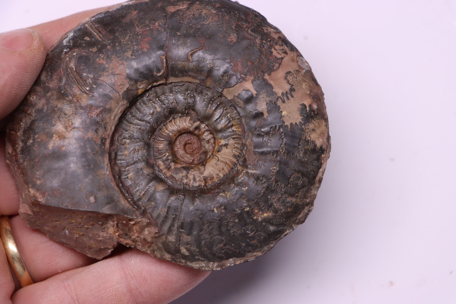Phlyseogrammoceras dispansum - TOARCIEN - Carriere Belmont - LYON - FRANCE