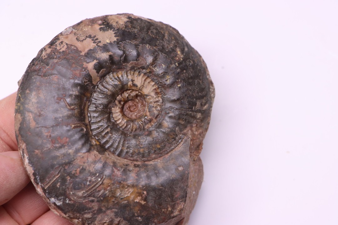 Phlyseogrammoceras dispansum - TOARCIEN  - Carriere Belmont - LYON - FRANCE