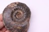 Phlyseogrammoceras dispansum - TOARCIEN - Carriere Belmont - LYON - FRANCE