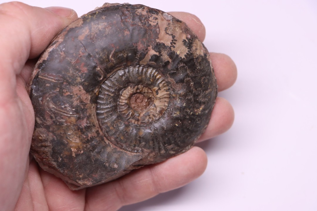 Phlyseogrammoceras dispansum -  TOARCIAN  - Carriere Belmont - LYON - FRANCE