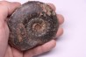 Phlyseogrammoceras dispansum - TOARCIEN - Carriere Belmont - LYON - FRANCE