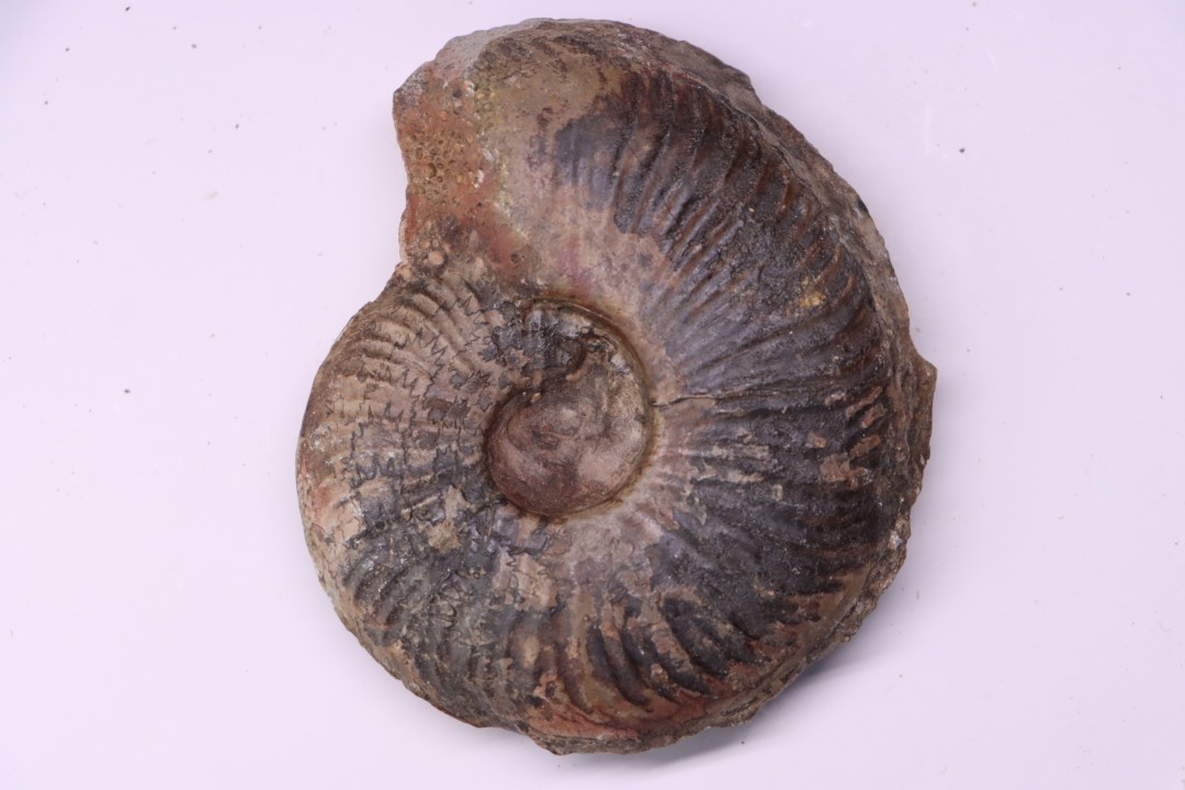 Gruneria gr. gruneri (Dumortier, 1874) Toarcien sup.  région de Charlieu, Loire - FRANCEnais