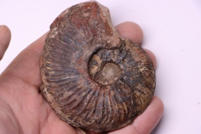 Gruneria gr. gruneri (Dumortier, 1874) Toarcien sup.  région de Charlieu, Loire - FRANCE