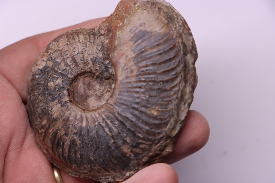 Gruneria gr. gruneri (Dumortier, 1874) Toarcien sup.  région de Charlieu, Loire - FRANCE