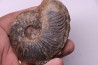 Gruneria gr. gruneri (Dumortier, 1874) Toarcien sup. région de Charlieu, Loire - FRANCEnais