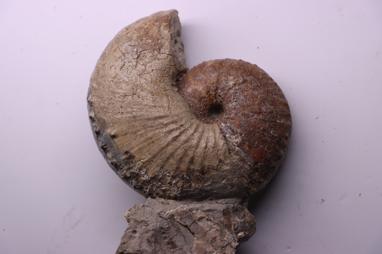 Hoploscaphites nicolletii - Maestrichtien - Dakota - USA