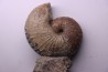 Hoploscaphites nicolletii - Maestrichtien - Dakota - USA