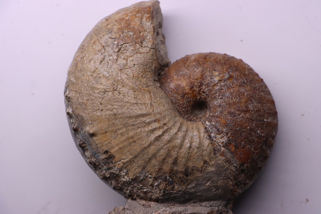 Hoploscaphites nicolletii - Maestrichtien - Dakota - USA