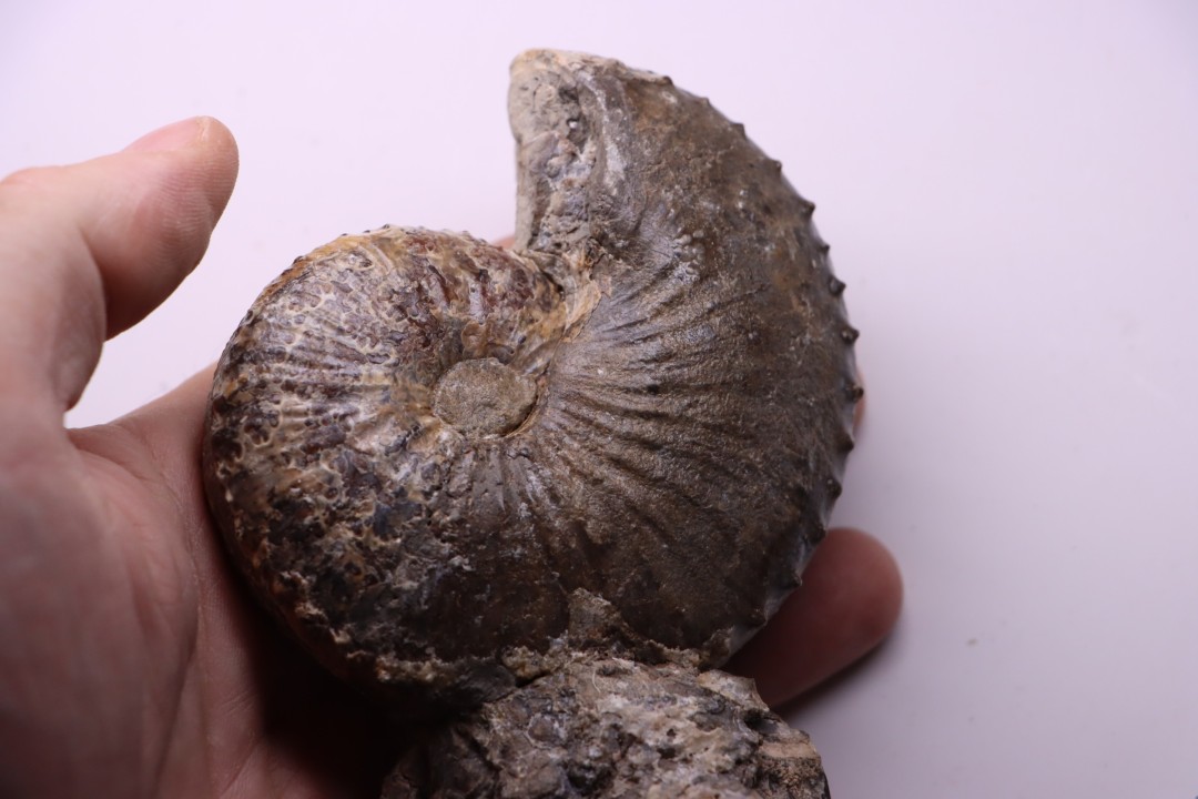 Hoploscaphites nicolletii - Maastrichtian - Dakota - USA