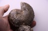 Hoploscaphites nicolletii - Maastrichtian - Dakota - USA