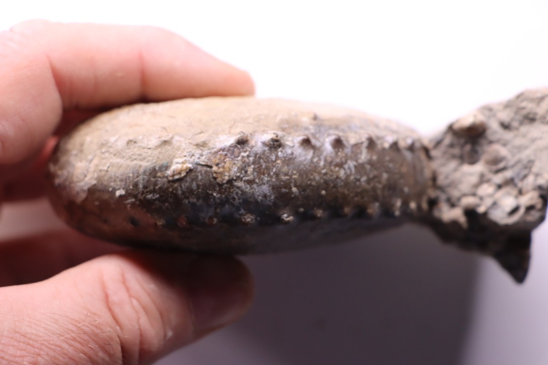 Hoploscaphites nicolletii - Maestrichtien - Dakota - USA