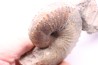 Hoploscaphites nicolletii - Maastrichtian - Dakota - USA