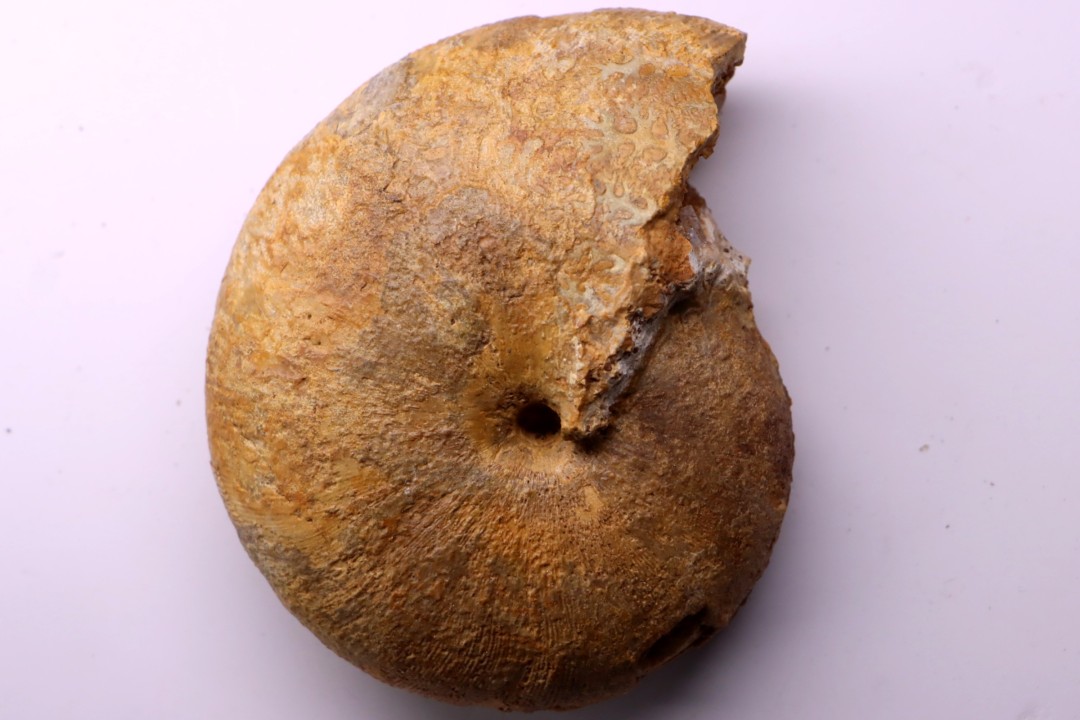 RARE !!!!! Calliphylloceras disputabile var. heterophylloides - bajocien - Saint Vigor -14 - FRANCE