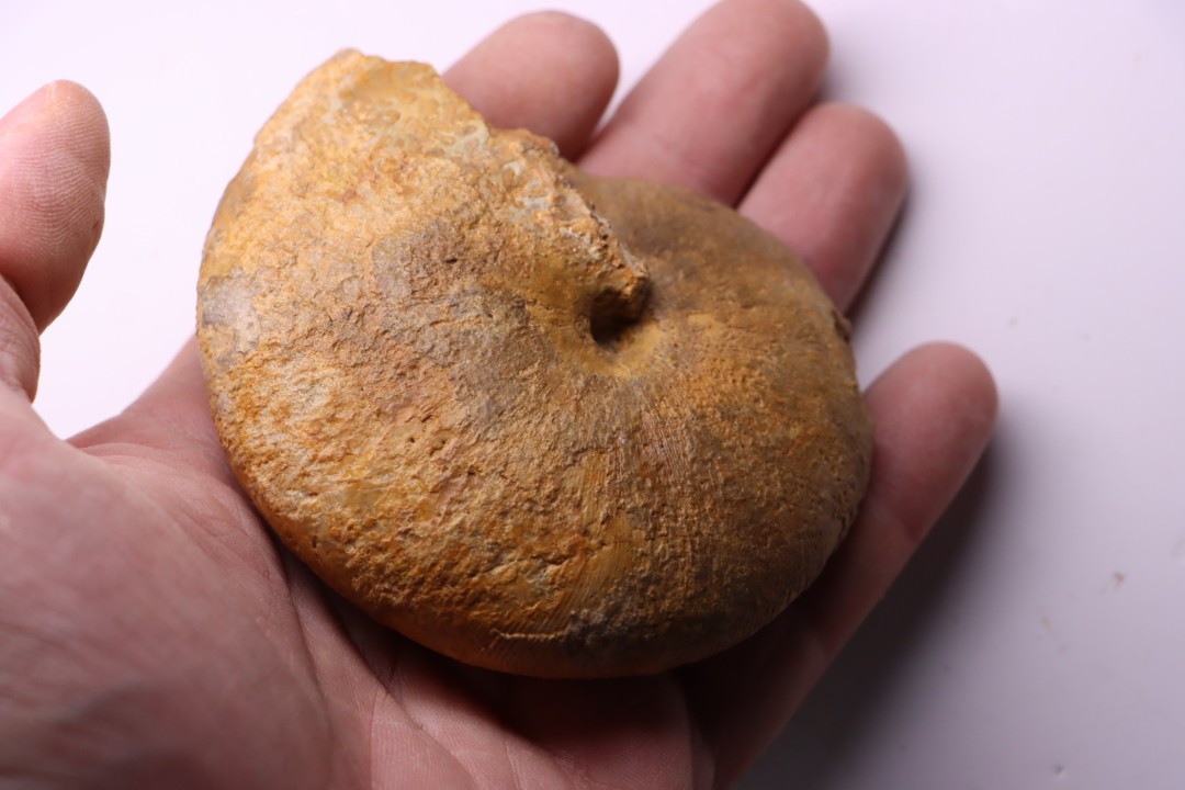 RARE !!!!! Calliphylloceras disputabile var. heterophylloides - bajocien - Saint Vigor -14 - FRANCE
