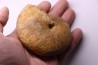 RARE !!!!! Calliphylloceras disputabile var. heterophylloides - bajocien - Saint Vigor -14 - FRANCE