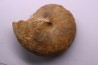 RARE !!!!! Calliphylloceras disputabile var. heterophylloides - bajocien - Saint Vigor -14 - FRANCE