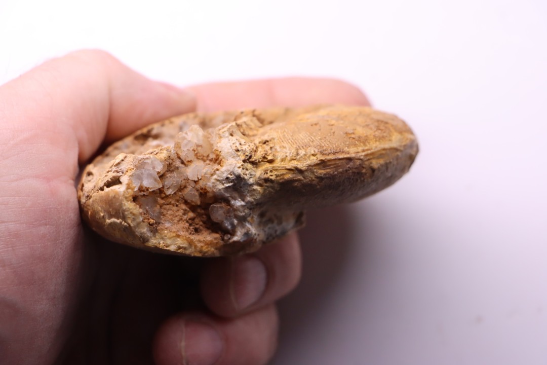 RARE !!!!! Calliphylloceras disputabile var. heterophylloides - bajocien - Saint Vigor -14 - FRANCE