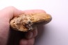 RARE !!!!! Calliphylloceras disputabile var. heterophylloides - bajocien - Saint Vigor -14 - FRANCE